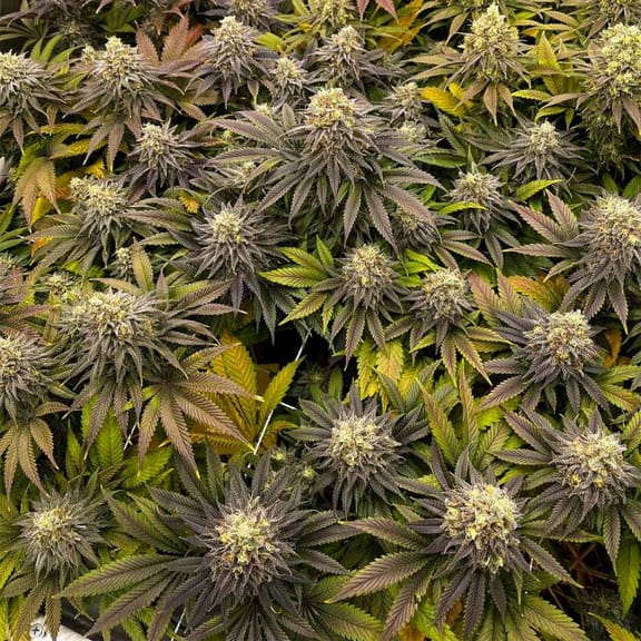 Green Crack Feminised Seeds-SMAN-GRCRK-FEM