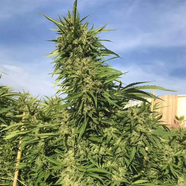 Green Crack Feminised Seeds-SMAN-GRCRK-FEM