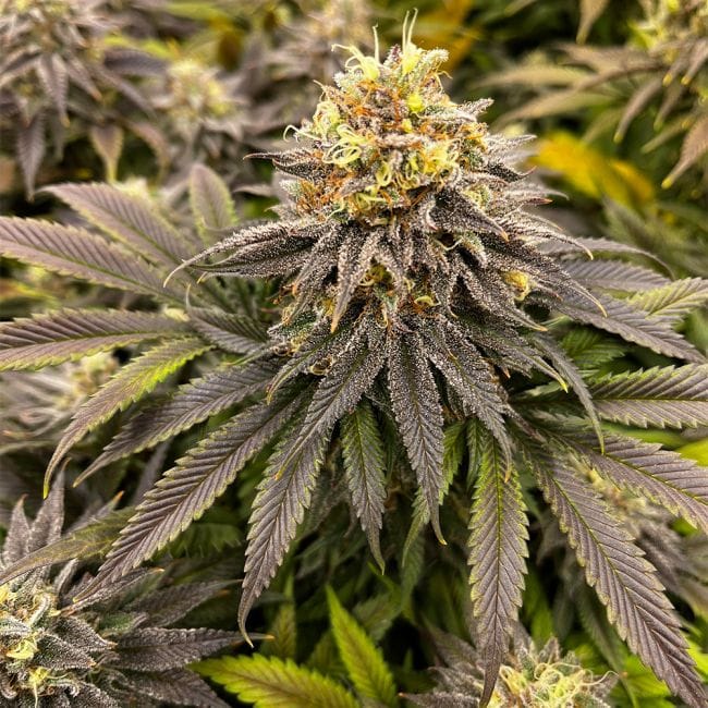 Green Crack феминизирани семена-SMAN-GRCRK-FEM