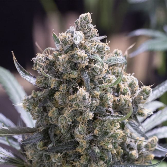 Green Crack Feminised Seeds-SMAN-GRCRK-FEM