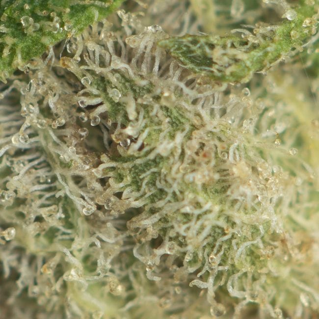 Green Crack Feminised Seeds-SMAN-GRCRK-FEM