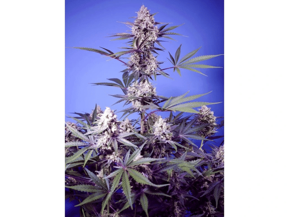 Mental Rainbow F1 Fast Version Feminized Seeds-SS-MERAF1-FAST-FEM