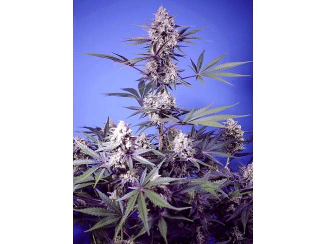 Mental Rainbow F1 Fast Version Feminised Seeds-SS-MERAF1-FAST-FEM