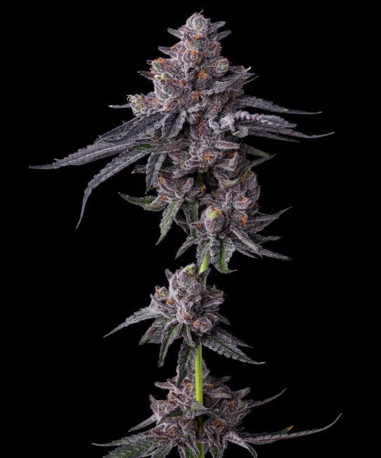 Zillions Feminised Seeds-BFS-ZILL-FEM