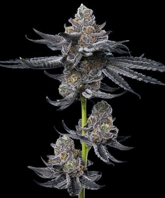 LFG Feminised Seeds-BFS-LFG-FEM