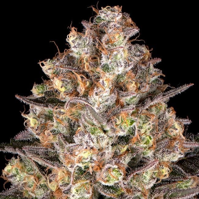Hindu Kush Feminised Seeds-BFS-HIKU-FEM