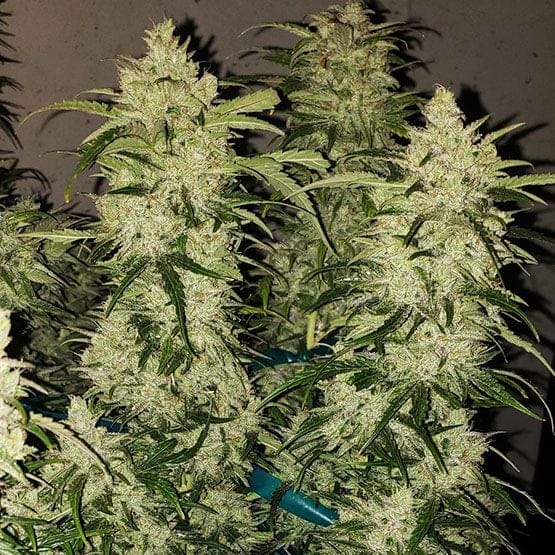 Zweet RBX2 Auto Feminised Seeds-ETHO-ZWEERBX2-AUTO-FEM