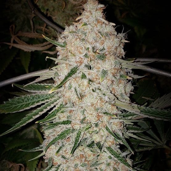 Pluto Cut RF3 Auto Feminized Seeds-ETHO-PLCURF3-AUTO-FEM