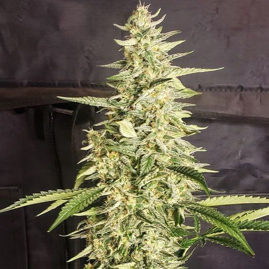 Inzane Auto Feminised-ETHO-INZA-AUTO-FEM