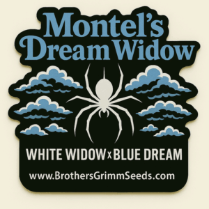 Montel's Dream Widow Feminisiert Saatgut-BGS-DRWI-FEM