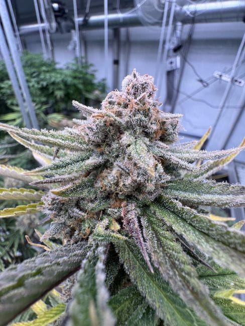 Cherry Cola RF3 Auto Feminised Seeds-FB-CHCORF3-AUTO-FEM