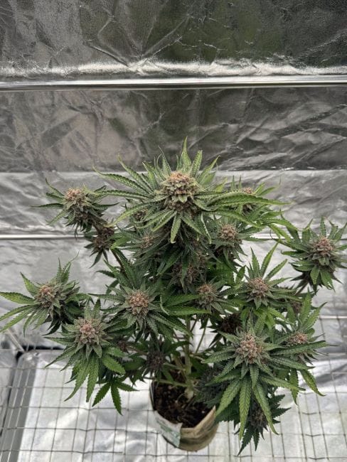 Cherry Cola RF3 Auto Feminised Seeds-FB-CHCORF3-AUTO-FEM