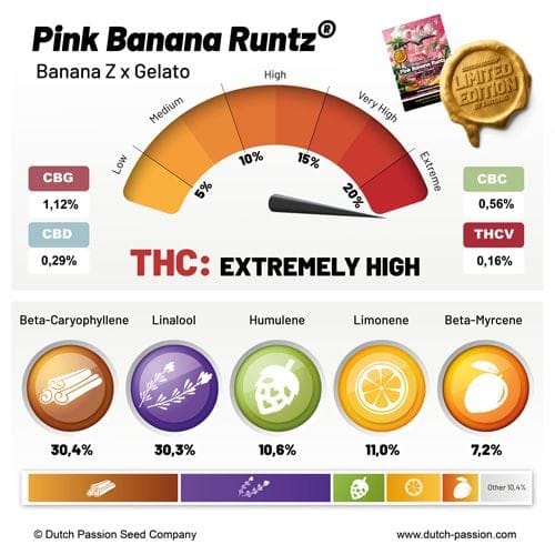 Pink Banana Runtz Ltd Edition Feminised Seeds-DP-PIBR-FEM
