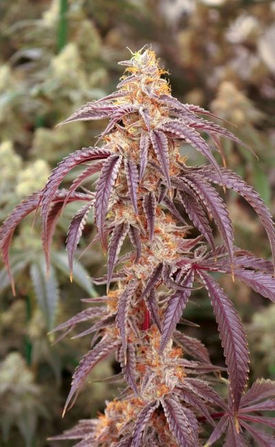 Moonage Daydream Feminised Seeds-LIHE-MODA-FEM