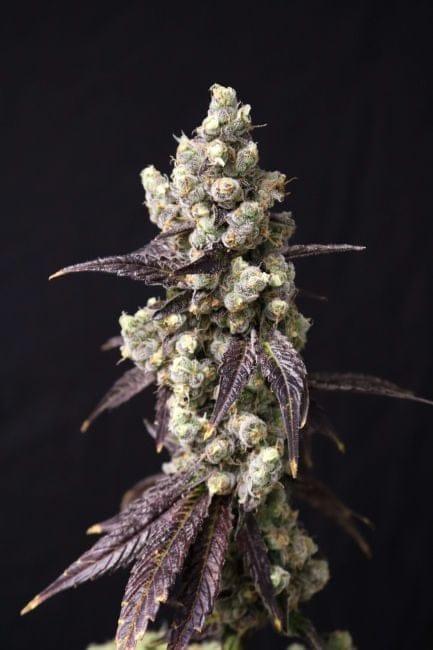 Cajun Quake Feminized Seeds-LIHE-CAQU-FEM