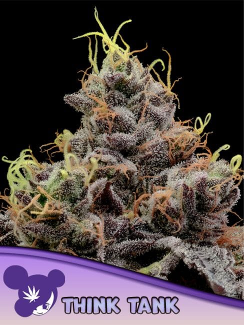 Think Tank Feminised Seeds-ANES-THTA-FEM