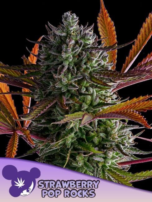 Strawberry Pop Rocks Feminised Seeds-ANES-STPR-FEM