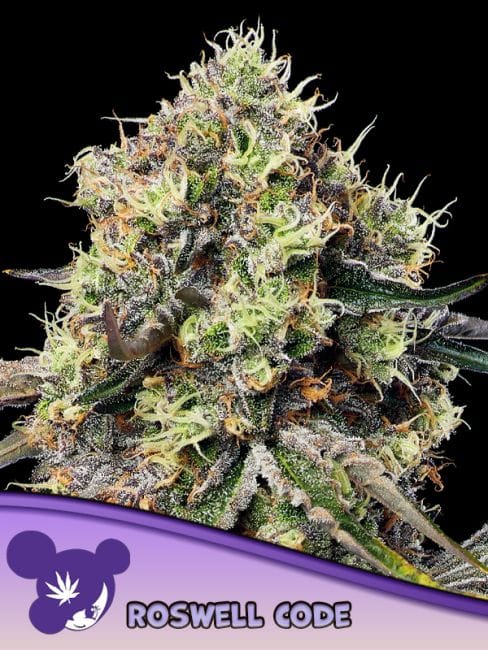 Roswell Code Feminised Seeds-ANES-ROCO-FEM