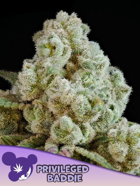 Privileged Baddie Feminised Seeds-ANES-PRBA-FEM