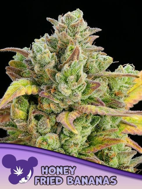 Honey Fried Bananas Feminised Seeds-ANES-HOFB-FEM