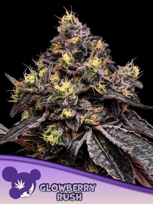 Glowberry Rush Feminised Seeds-ANES-GLRU-FEM