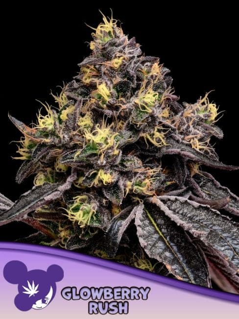 Glowberry Rush Feminised Seeds-ANES-GLRU-FEM