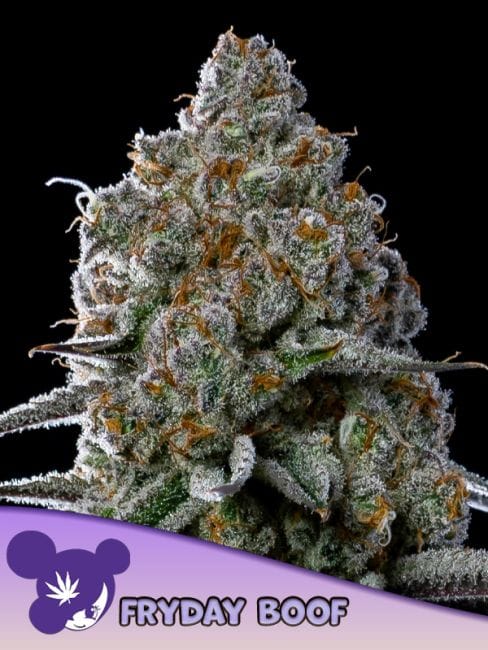Fryday Boof Feminised Seeds-ANES-FRBO-FEM