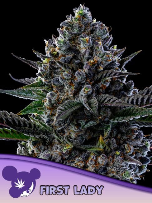 First Lady Feminised Seeds-ANES-FILA-FEM