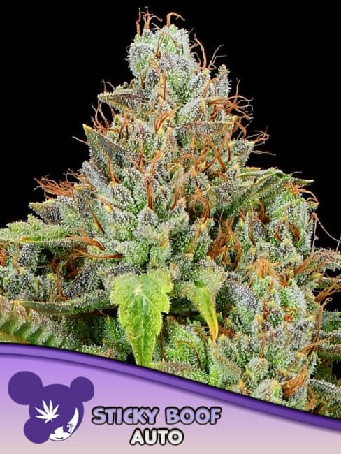 Sticky Boof Auto Feminisiert Saatgut-ANES-STBO-AUTO-FEM