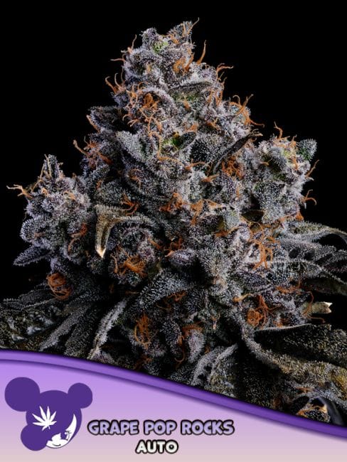 Grape Pop Rocks Auto Feminisiert Saatgut-ANES-GRPR-AUTO-FEM