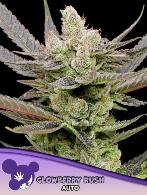 Glowberry Rush Auto Féminisée Semences-ANES-GLRU-AUTO-FEM