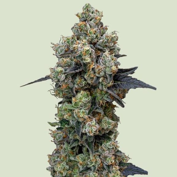Orbital Banana F1 Feminised Seeds-RQS-ORBAF1-FEM
