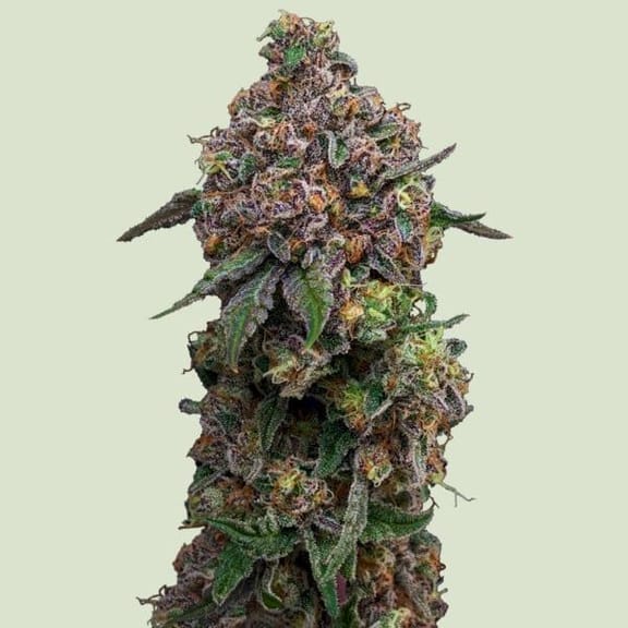 Cosmic Cheddar F1 Feminized Seeds-RQS-COCHF1-FEM