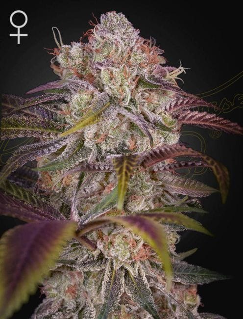 Gran Jefa Feminised Seeds-GH-GRJE-FEM
