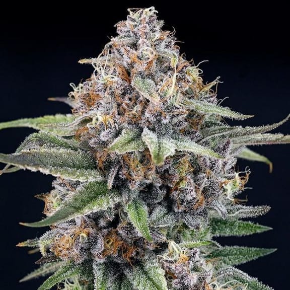 EyeBallz Feminised Seeds-RIPP-EYBA-FEM
