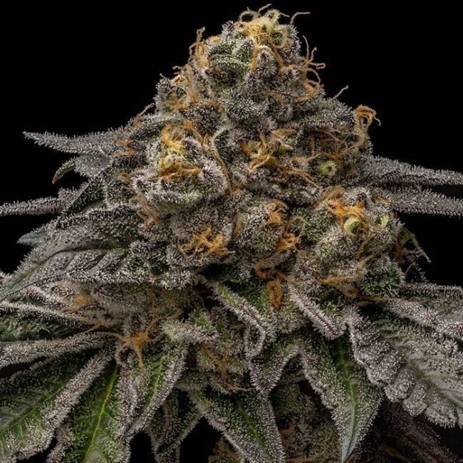 Break Pad Breath Feminised Seeds-RIPP-BRPB-FEM