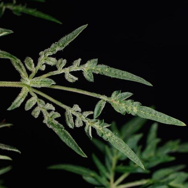 Freaky Ryder Auto Regular Seeds-DRCH-FRRY-AUTO-REG