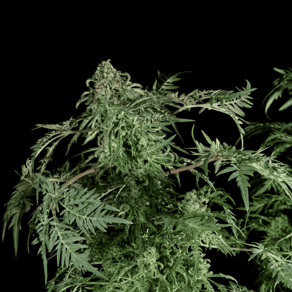 Freaky Ryder Auto Regular Seeds-DRCH-FRRY-AUTO-REG