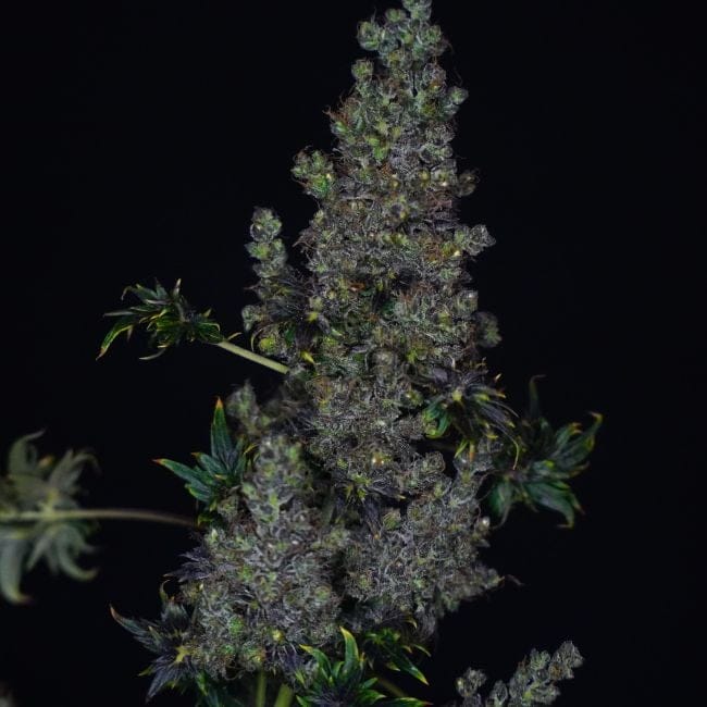 Rapide Crazy Bastard Régulière Semences-DRCH-CRBA-FAST-REG