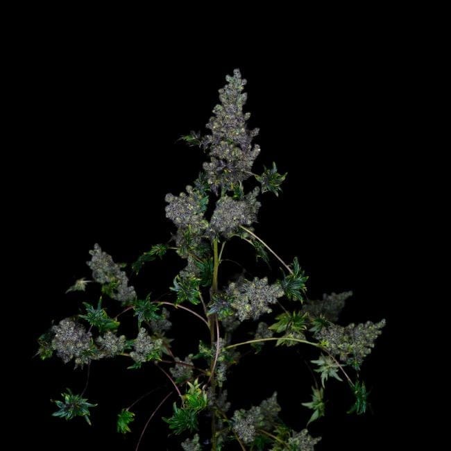 Rapide Crazy Bastard Régulière Semences-DRCH-CRBA-FAST-REG