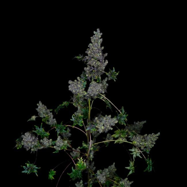 Fast Crazy Bastard Regular Seeds-DRCH-CRBA-FAST-REG