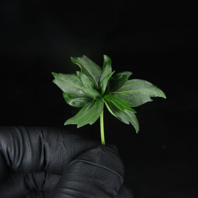 Rapide Crazy Bastard Régulière Semences-DRCH-CRBA-FAST-REG