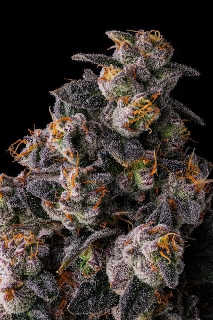 Rainbow Guavè Feminized Seeds-COM-RAGU-FEM