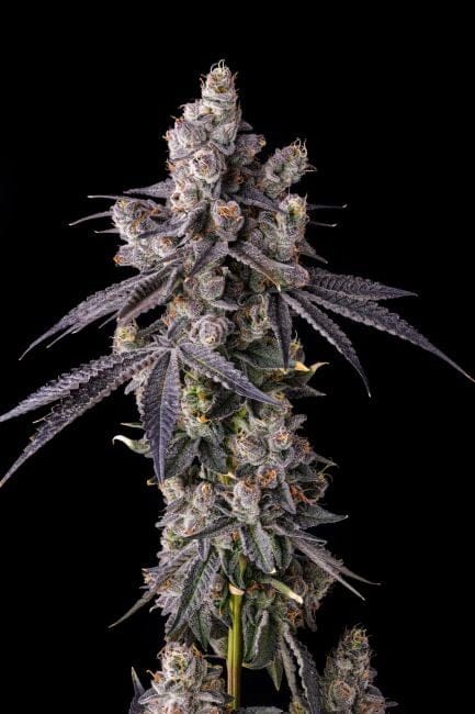 Mora Azul Feminized Seeds-COM-MOAZ-FEM