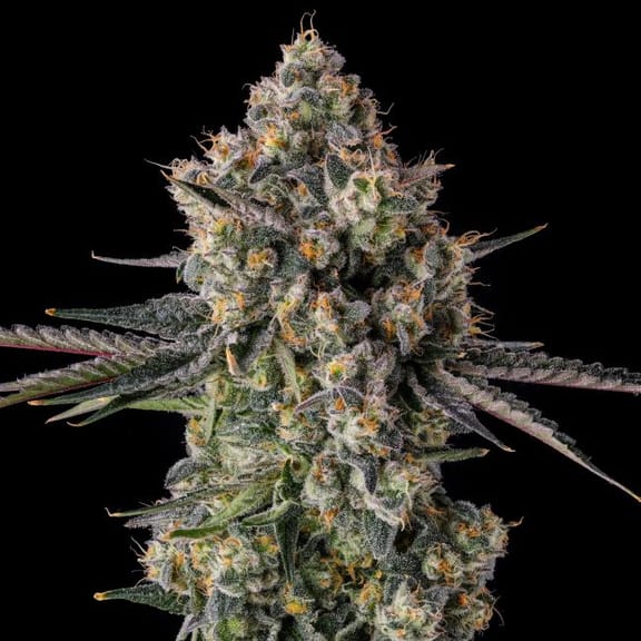 Zhampagne Feminized Seeds-COM-ZHAM-FEM