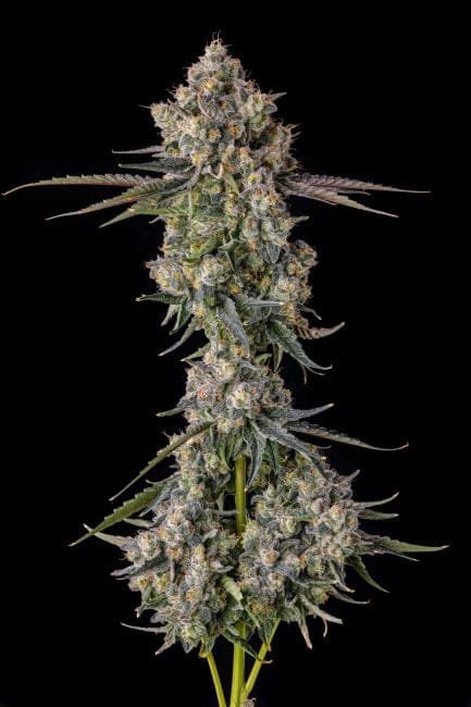 Zhampagne Feminized Seeds-COM-ZHAM-FEM