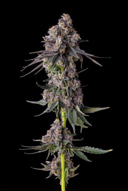 Rainbow Guavè Feminized Seeds-COM-RAGU-FEM
