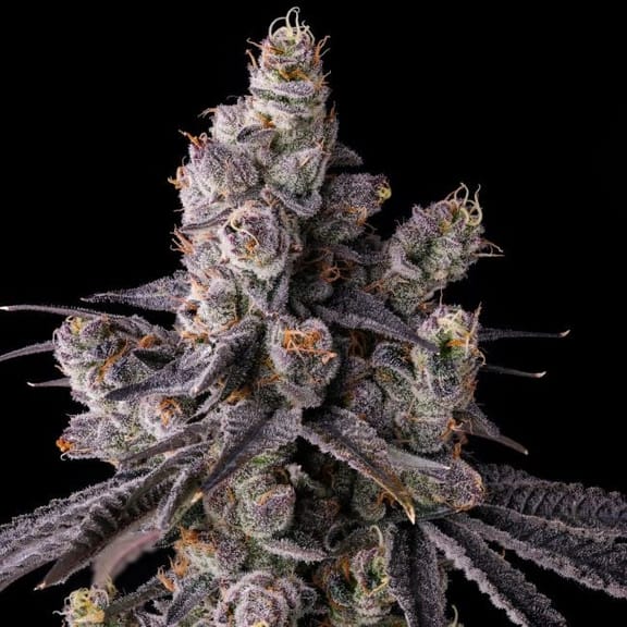 Mora Azul Feminized Seeds-COM-MOAZ-FEM