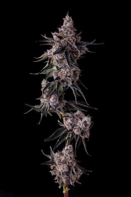 Lemon Cherry Pavé Feminized Seeds-COM-LECP-FEM