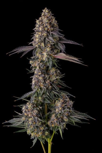 Khumamotoz Feminized Seeds-COM-KHUM-FEM